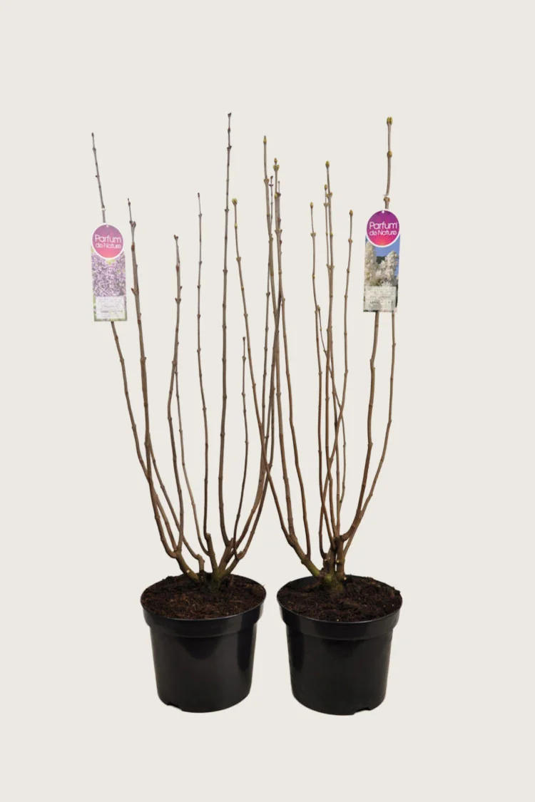 Blandet Syrin 125cm Grenet | Plantinavia