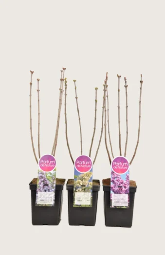 Blandet Syrin 60cm Grenet | Plantinavia