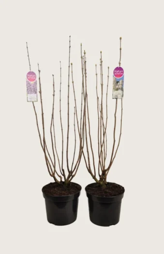 Blandet Syrin 150cm Velgrenet | Plantinavia