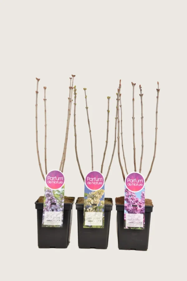 Blandet Syrin 80cm Velgrenet | Plantinavia