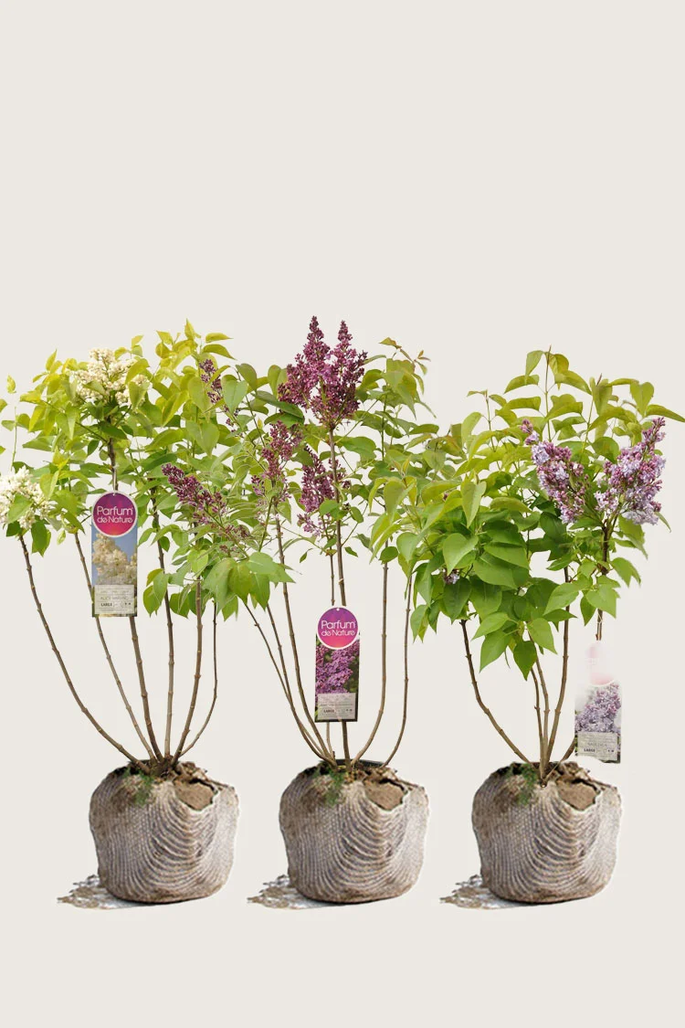 Blandet Syrin 100cm Velgrenet | Plantinavia