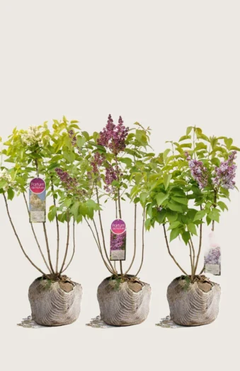 Blandet Syrin 80cm Velgrenet | Plantinavia