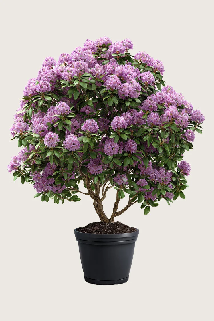 Blandet rhododendron 200cm Velgrenet | Plantinavia