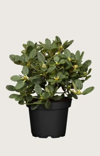 Blandet rhododendron 100cm Grenet | Plantinavia