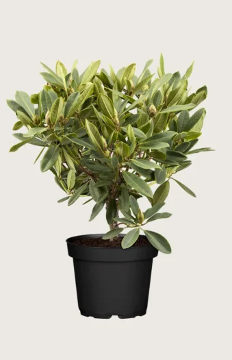 Blandet rhododendron 40cm Velgrenet | Plantinavia