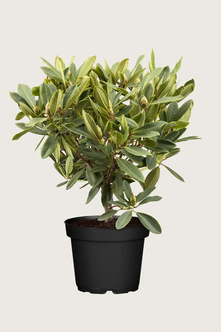 Blandet rhododendron 60cm Velgrenet | Plantinavia