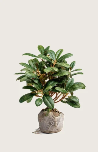 Blandet rhododendron 60cm Grenet | Plantinavia