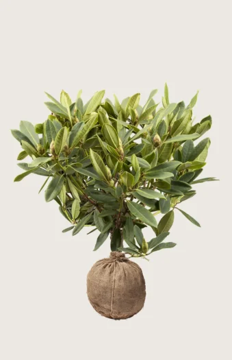 Blandet rhododendron 60cm Velgrenet | Plantinavia