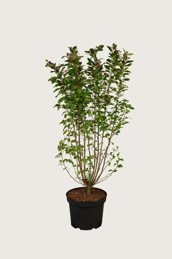 Blankmispel 125cm Velgrenet | Plantinavia