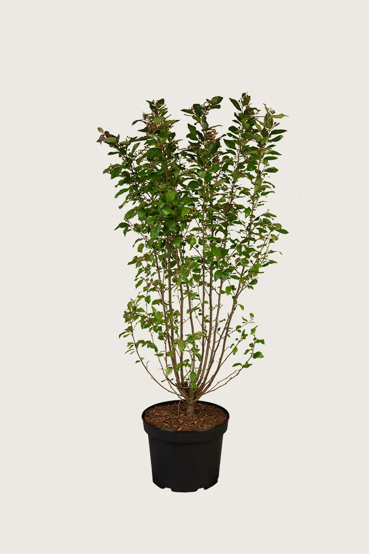 Blankmispel 125cm Velgrenet | Plantinavia