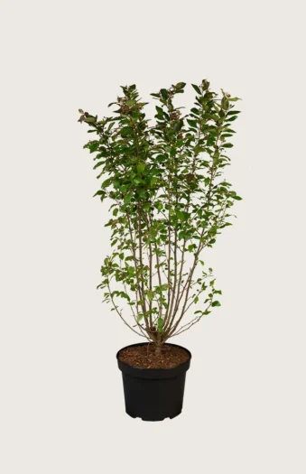 Blankmispel 150cm Velgrenet | Plantinavia