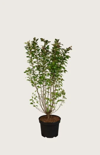 Blankmispel 60cm Velgrenet | Plantinavia