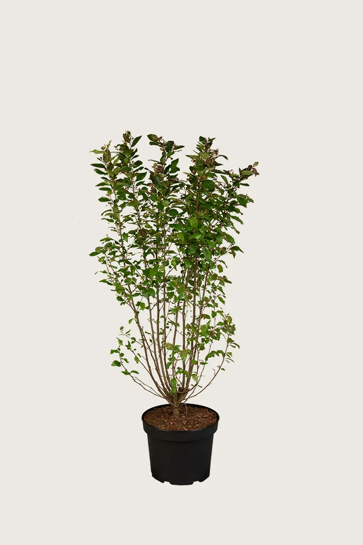 Blankmispel 60cm Velgrenet | Plantinavia
