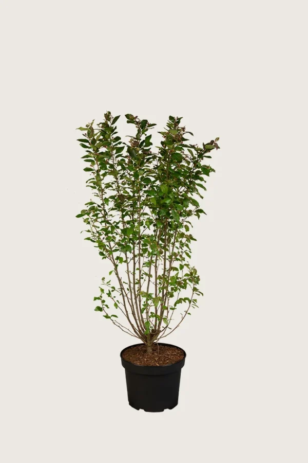 Blankmispel 80cm Velgrenet | Plantinavia
