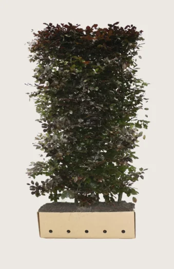 Blodbøk 150cm Velgrenet | Plantinavia