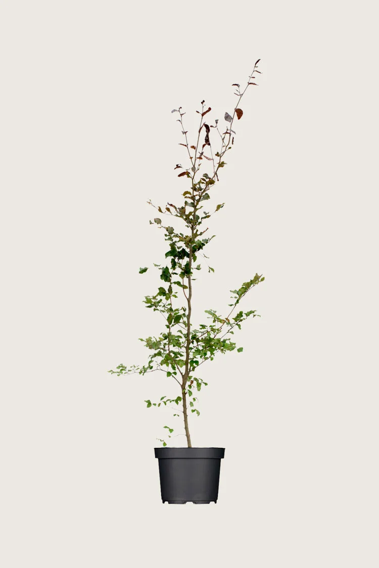 Blodbøk 150cm Grenet | Plantinavia
