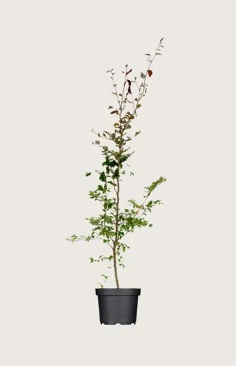 Blodbøk 175cm Grenet | Plantinavia