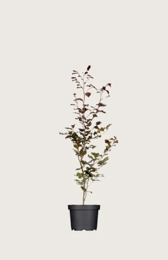 Blodbøk 40cm Grenet | Plantinavia