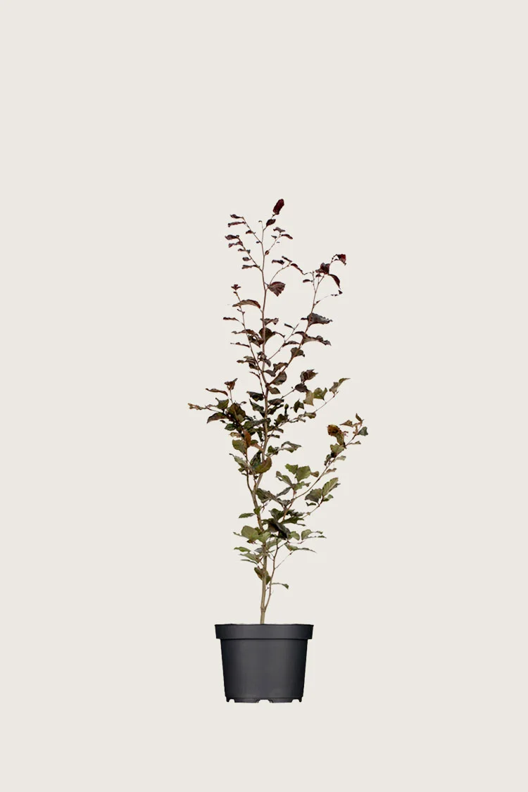 Blodbøk 60cm Grenet | Plantinavia