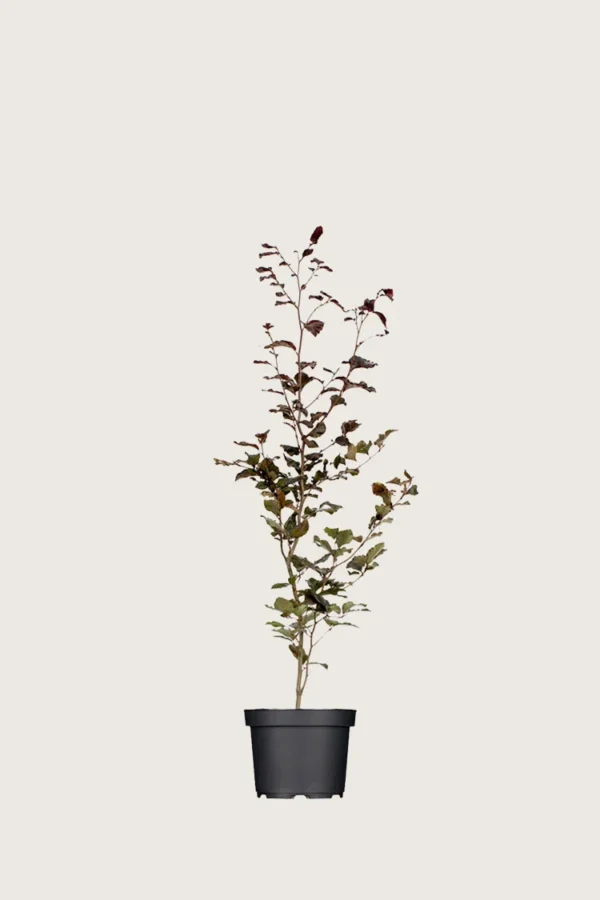 Blodbøk 80cm Grenet | Plantinavia