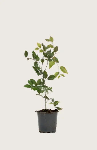 Blodbøk 100cm Outlet | Plantinavia