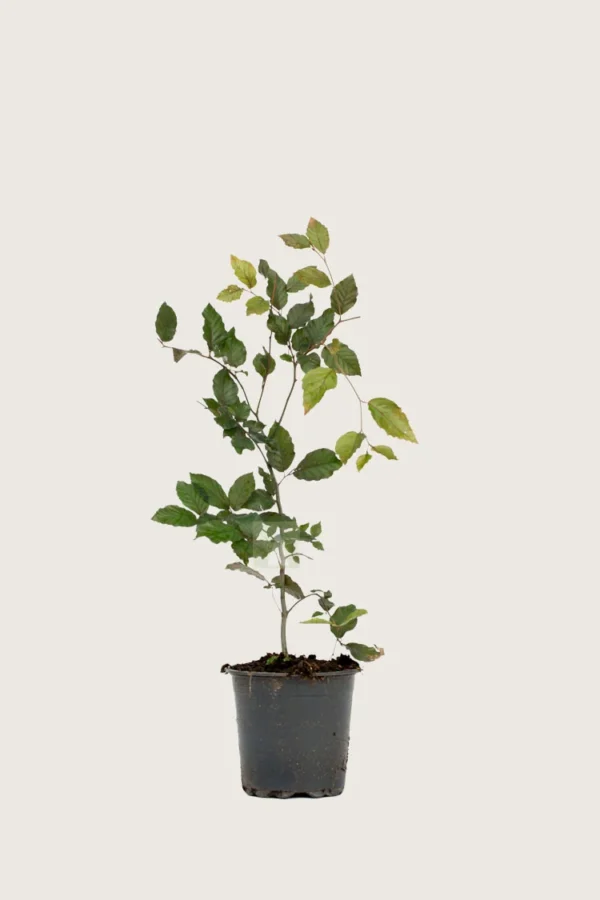 Blodbøk 80cm Outlet | Plantinavia