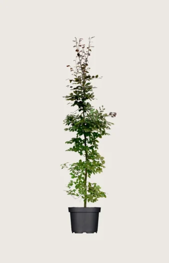 Blodbøk 175cm Velgrenet | Plantinavia