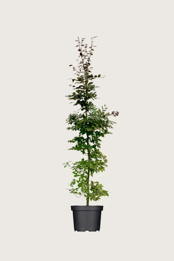 Blodbøk 175cm Velgrenet | Plantinavia