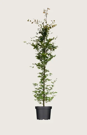 Blodbøk 200cm Velgrenet | Plantinavia
