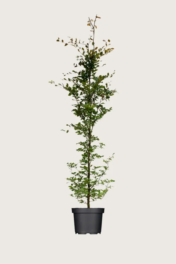 Blodbøk 200cm Velgrenet | Plantinavia