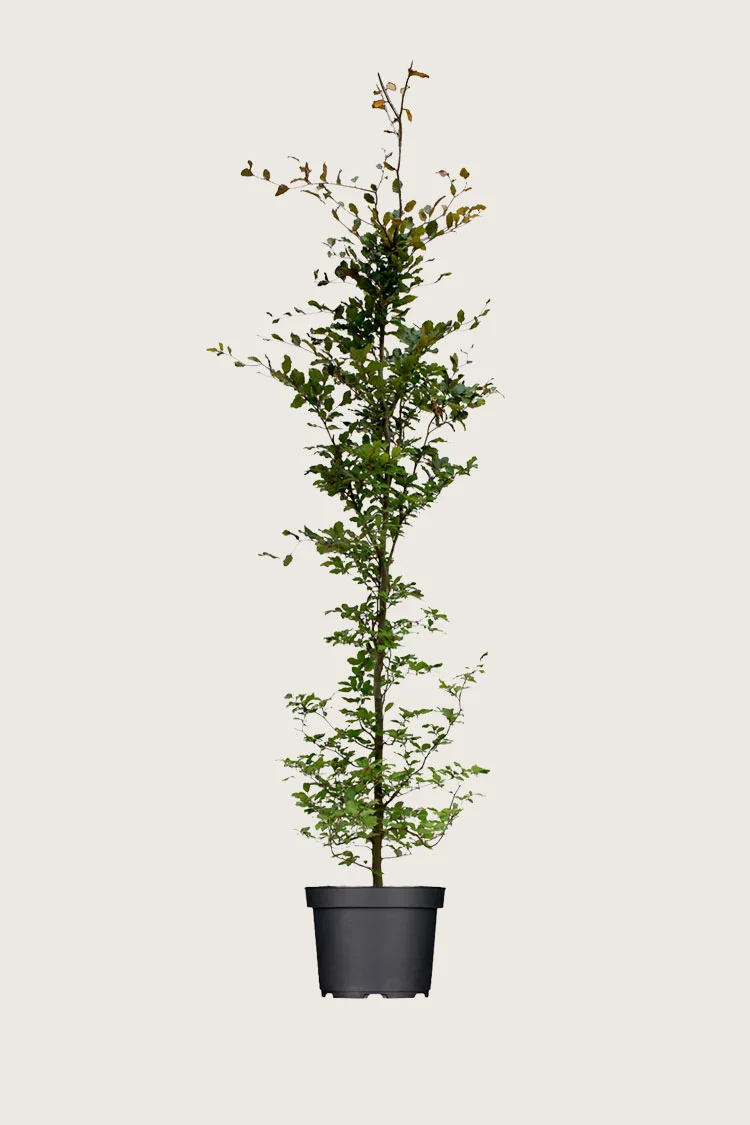 Blodbøk 250cm Velgrenet | Plantinavia