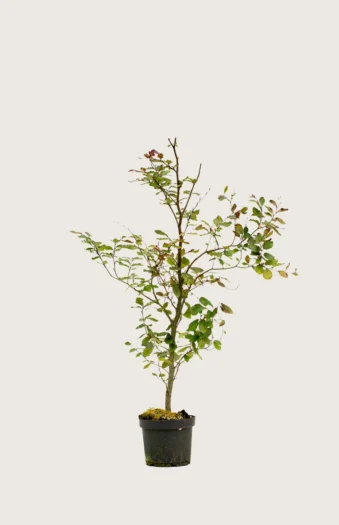 Blodbøk 80cm Velgrenet | Plantinavia