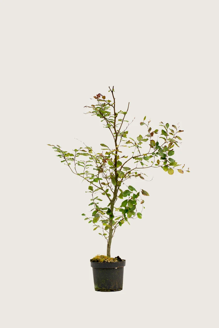 Blodbøk 80cm Velgrenet | Plantinavia