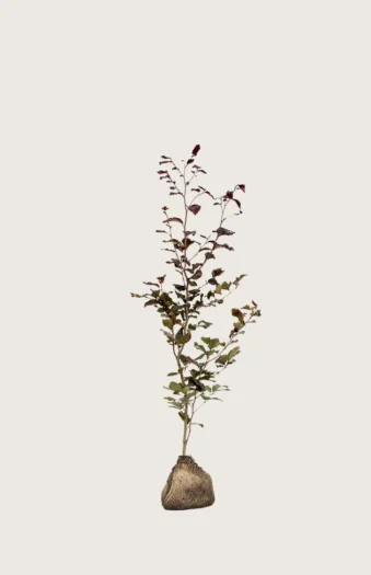 Blodbøk 100cm Grenet | Plantinavia