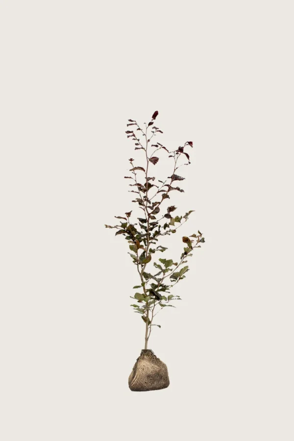 Blodbøk 100cm Grenet | Plantinavia