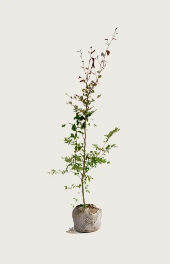 Blodbøk 125cm Grenet | Plantinavia