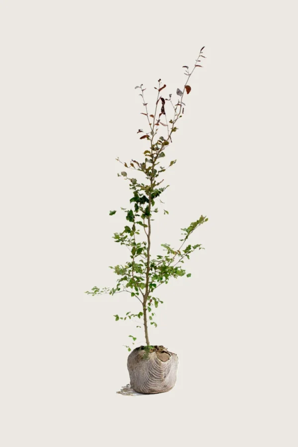 Blodbøk 175cm Grenet | Plantinavia