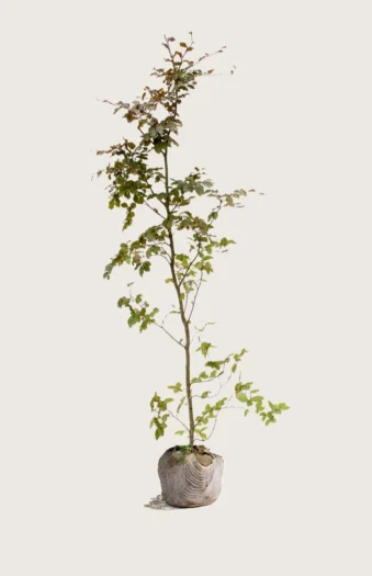 Blodbøk 350cm Grenet | Plantinavia
