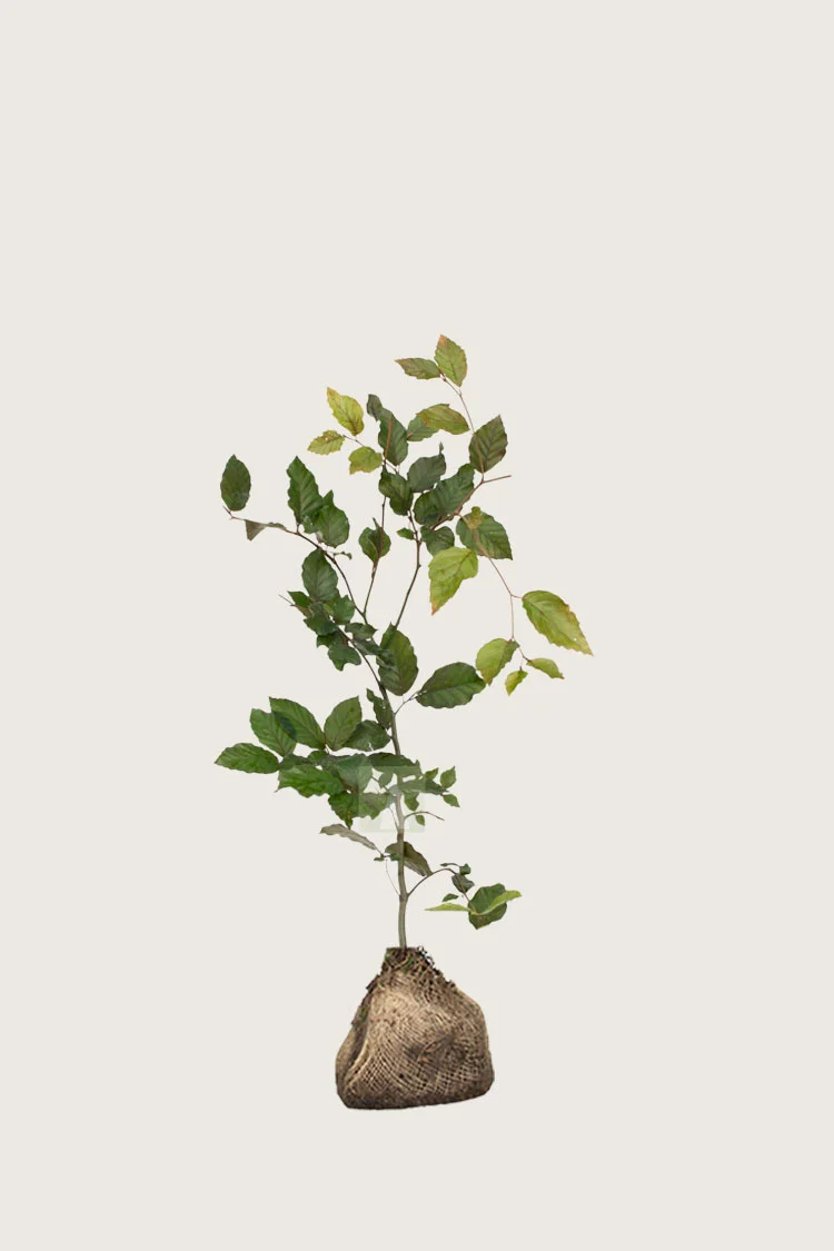Blodbøk 100cm Outlet | Plantinavia