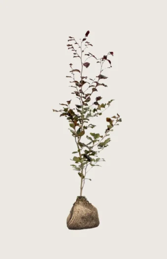 Blodbøk 125cm Outlet | Plantinavia
