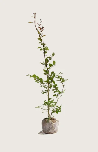 Blodbøk 225cm Outlet | Plantinavia