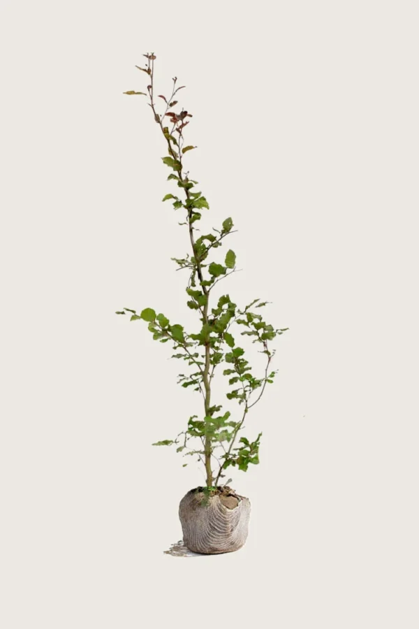 Blodbøk 225cm Outlet | Plantinavia