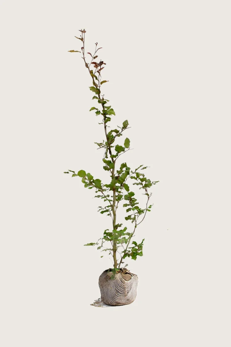 Blodbøk 250cm Outlet | Plantinavia
