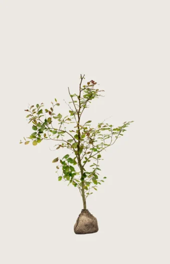 Blodbøk 100cm Velgrenet | Plantinavia