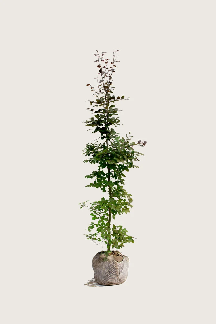 Blodbøk 150cm Velgrenet | Plantinavia
