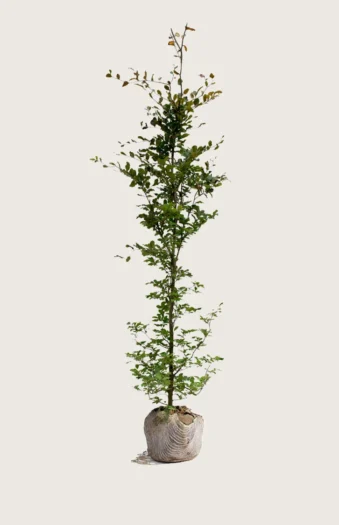 Blodbøk 225cm Velgrenet | Plantinavia