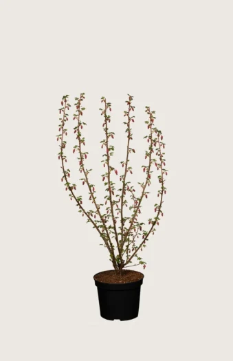 Blodrips 60cm Velgrenet | Plantinavia