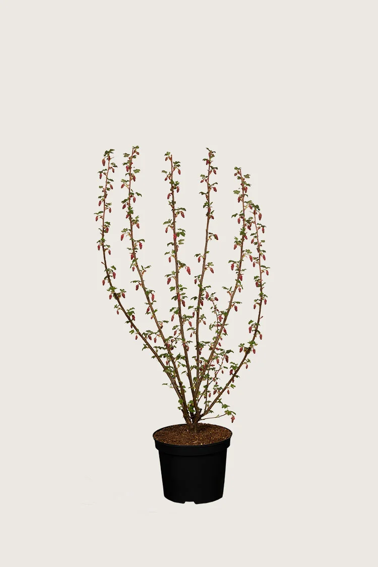 Blodrips 80cm Velgrenet | Plantinavia