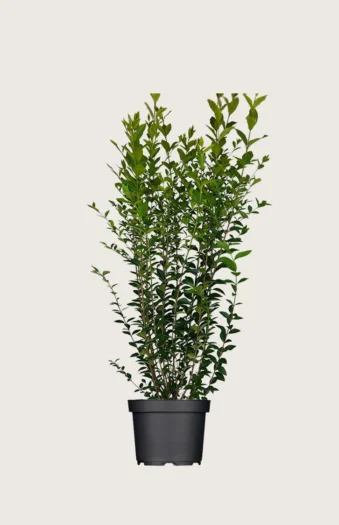 Bredbladig liguster 125cm Grenet | Plantinavia