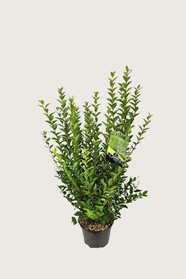 Bredbladig liguster 60cm Grenet | Plantinavia